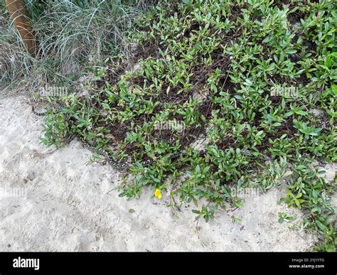 Image result for Carpet Python