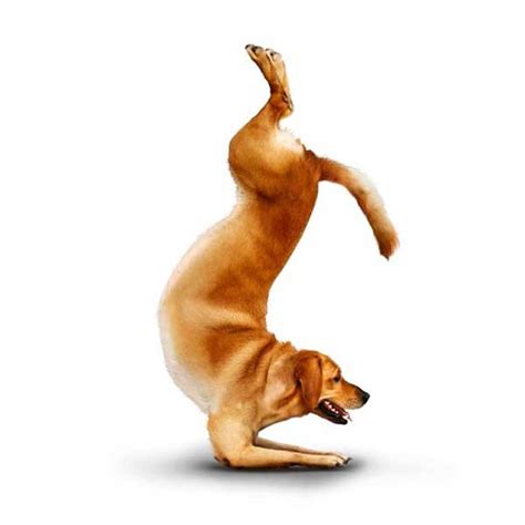 International Yoga Day 2015: Yoga 2015: Funny Animal Yoga Poses ...
