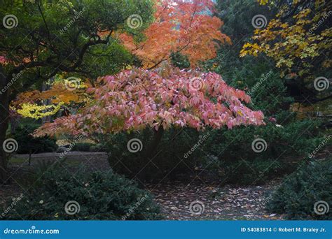 Lithia Park Ashland, Oregon Stock Photo - Image of stone, trees: 54083814