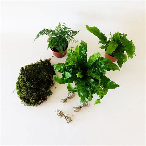 Kokedama Planting Workshop, Bowood Farms, St. Louis, 19 January 2024 ...