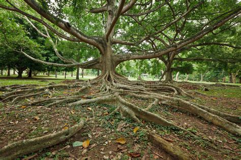 根源热带的结构树 库存图片. 图片 包括有 根源热带的结构树 - 17068261