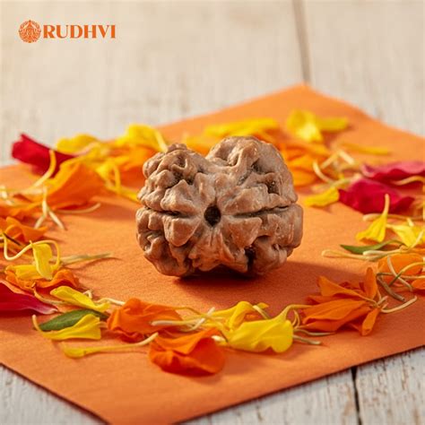 2 Mukhi Nepali Rudraksha Online | Original Nepal Rudraksha – Rudhvi