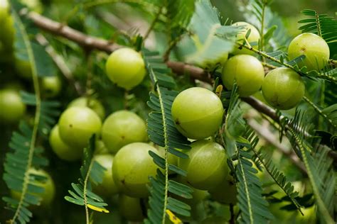 15 Interesting Facts About Veterinarians - Facts.net