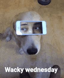 Wednesday Funny Gif - IceGif