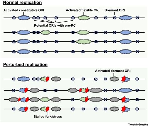 Origin Of Replication