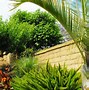 Image result for Foxtail Fern All Stages of Growth