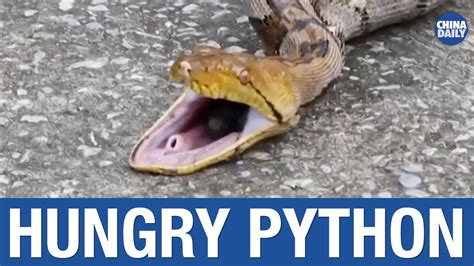 Python Eat Pets 的图像结果