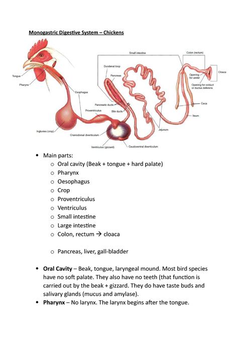 Notes - Monogastric Digestive Systems - Chickens - Monogastric ...