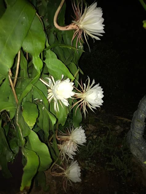 Cereus Night Blooming Cactus - Etsy