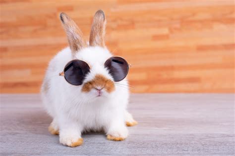 30 Cute Bunny Pictures to Make You Smile — Adorable Bunnies