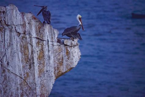 Pelicans On Rock Free Stock Photo - Public Domain Pictures