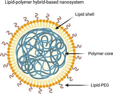 Representative structure of lipid-polymer hybrid nanosystem composed of ...