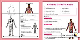 Jelly Circulatory System