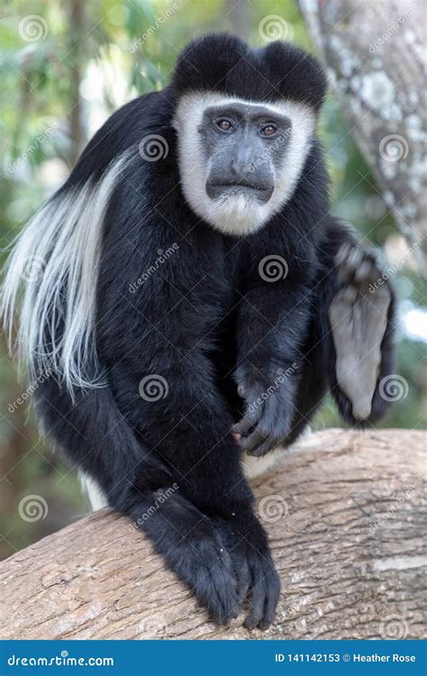 Black and White Colobus Monkey, in Kenya, Africa Stock Image - Image of ...