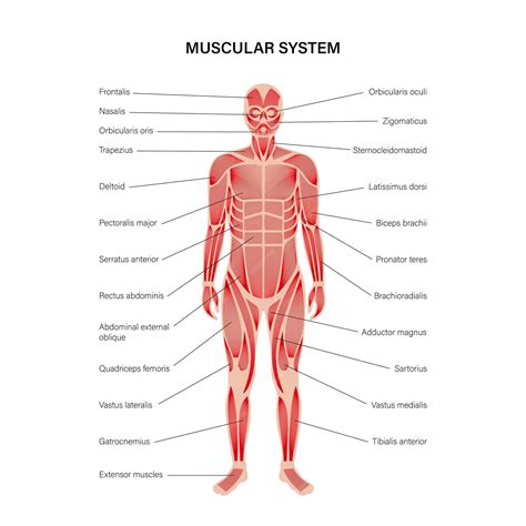 Premium Vector | Human muscular system