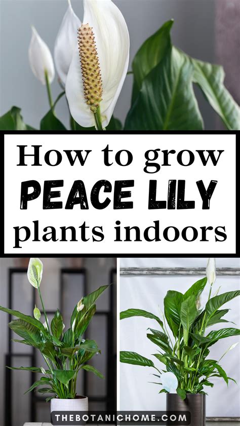 How to take care of peace lily plant – Artofit