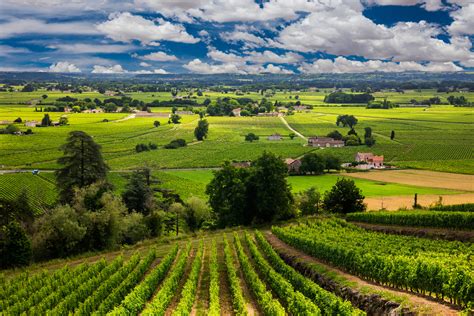 Discover French Wine Regions: Guide To French Wines