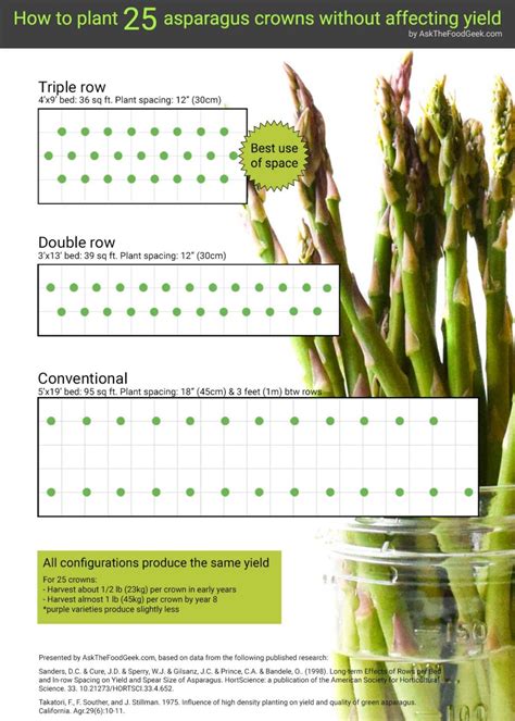 Asparagus Crop Rotation at Eileen Perry blog