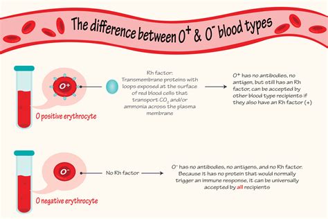 Negative O Type Blood