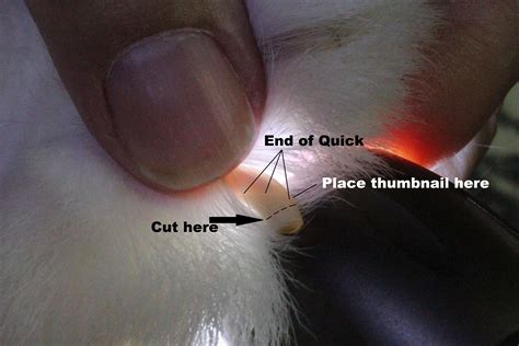 Can You Cut Rabbit Nails With Human Nail Clippers at Eileen Towner blog