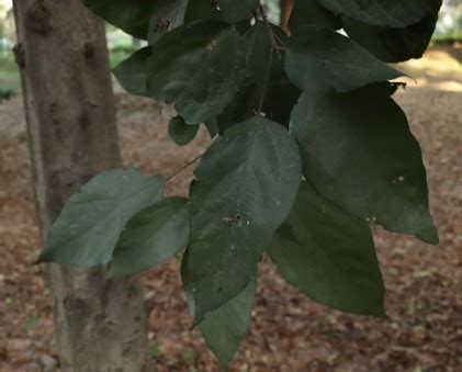Mallotus philippensis
