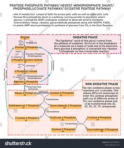 Pentose Phosphate Pathway Hexose Monophosphate Shunt Stock Illustration ...