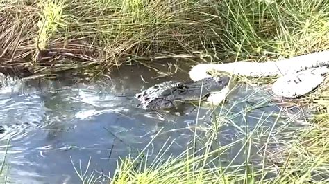 Image result for Gator vs Python Florida