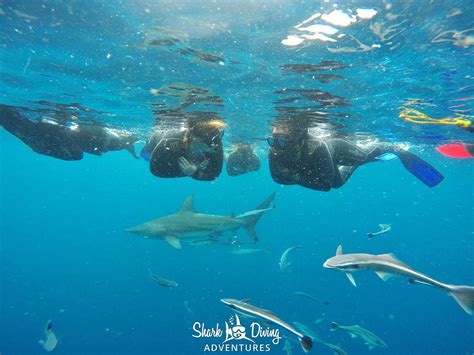 SHARK DIVING ADVENTURES (2026) All You Need to Know BEFORE You Go (with ...