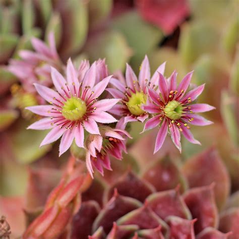 Succulent With Tall Pink Flowers - Best Succulent Ideas
