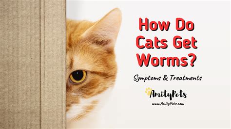 How Do Cats Get Worms? [symptoms and treatments] – Amity Pets