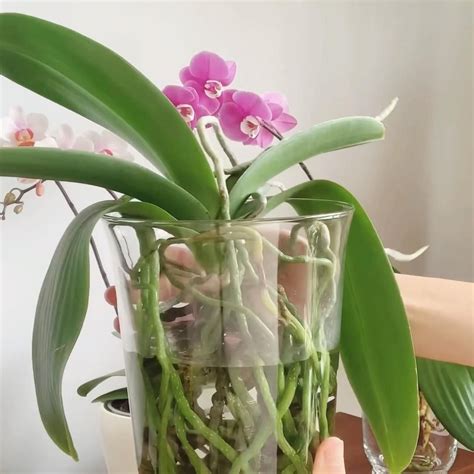 Orchids in water culture youtube – Artofit