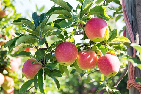 Fall Apple Picking Guide and Tips - Parlee Farms