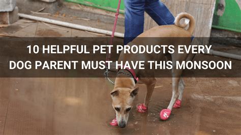 10 Helpful Pet Products Every Dog Parent Must Have This Monsoon – Zoof Pets