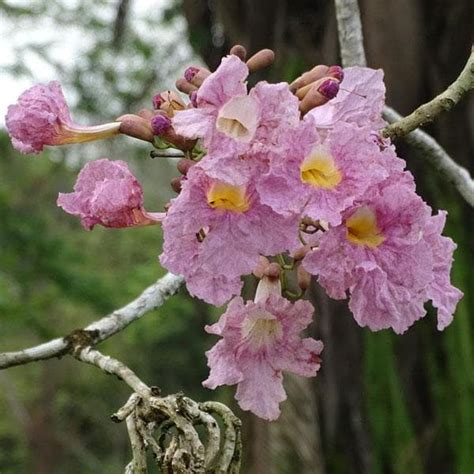 Buy Tabebuia Rosea, Savannah Oak - Plant online from Nurserylive at ...