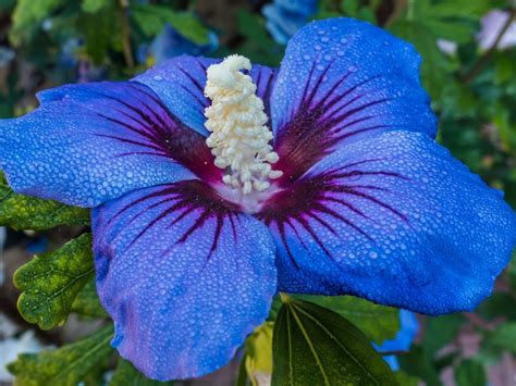 Information On Planting Blue Hibiscus - Growing Blue Hibiscus Flowers