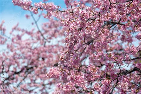 Cherry Blossom Japan 的图像结果