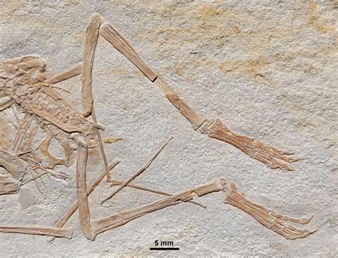 152M-year-old dinosaur fossil unearthed: ‘Perfectly preserved’