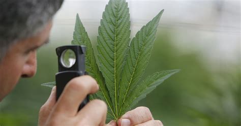 Improve access to opioid drugs before legalising marijuana, say ...