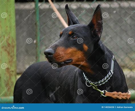 Doberman Scary 的图像结果