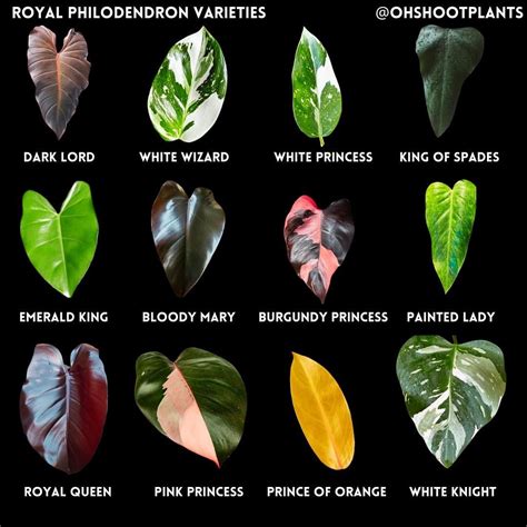 Oh Shoot! Plants on Instagram: "Bow down to the Royal Philodendron ...