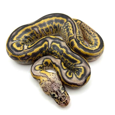 Image result for Goblin Ball Python