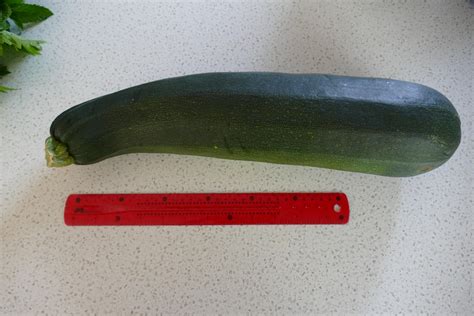 Big zucchini (30 cm ruler for scale) : r/AbsoluteUnits