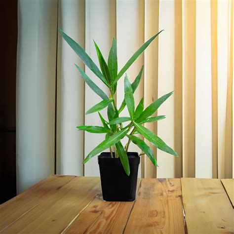 Gachwala Kulekhara Live Medicinal Plant (Hygrophila Auriculata ...