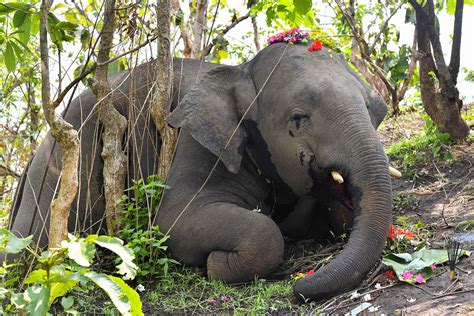 Dead Elephant Explodes 的图像结果