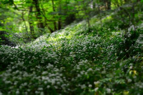 Flower 的图像结果