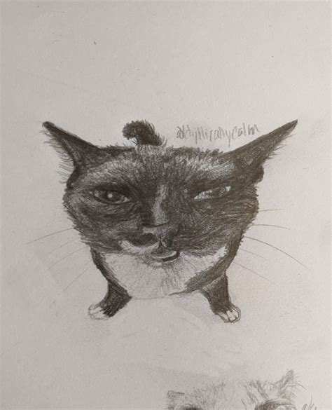 Funny Meuw Cat Meme Drawing