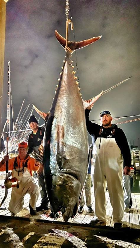 largest game fish in the world - Download it from largest game fish in ...