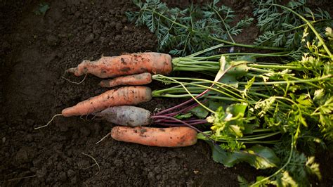 How do I know when my carrots are ready to harvest? | Ideal Home