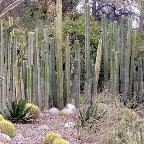 Mexican Fence Post Cactus | Plants Express