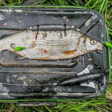 Deadbait U-Float | inkl. 6 Kabelbinder |U-Pose Raubfisch-Posen von ZECK ...